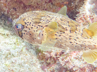 サンゴに隠れる美しいハリセンボン（ハリセンボン科）。
英名学名：Balloon Porcupinefish (Diodontidae)

静岡県伊豆半島賀茂郡南伊豆町中木ヒリゾ浜2024年
