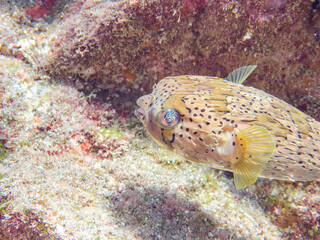 サンゴに隠れる美しいハリセンボン（ハリセンボン科）。
英名学名：Balloon Porcupinefish (Diodontidae)

静岡県伊豆半島賀茂郡南伊豆町中木ヒリゾ浜2024年
