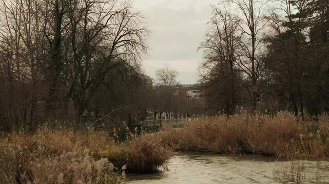 Establishing shot of reeds and lake Geneva in Morges in Canton of Vaud Switzerland