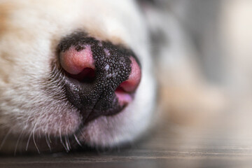 Puppy nose of Aussie Australian Shepherd, partially not painted. Pink and Black.