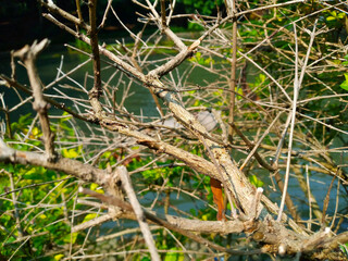 The messy branches of plants growing in the Botanical Gardens.