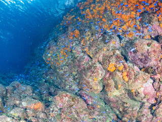 美しいアカハタ、ソラスズメダイ他の群れウミトサカ、イボヤギ他のソフトコーラルが群生する岩礁 
英名学名：Blacktip Grouper, Epinephelus fasciatus
Heavenly Damselfish, Pomacentrus coelestis
Alcyonacea
Orange Cup Coral, Tubastraea foulkneri
南伊豆町中木ヒリゾ浜2024年