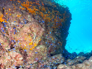 Fototapeta premium 美しいアカハタ、ソラスズメダイ他の群れウミトサカ、イボヤギ他のソフトコーラルが群生する岩礁 英名学名：Blacktip Grouper, Epinephelus fasciatus Heavenly Damselfish, Pomacentrus coelestis Alcyonacea Orange Cup Coral, Tubastraea foulkneri 南伊豆町中木ヒリゾ浜2024年