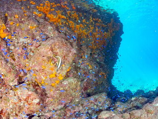 美しいアカハタ、ソラスズメダイ他の群れウミトサカ、イボヤギ他のソフトコーラルが群生する岩礁 
英名学名：Blacktip Grouper, Epinephelus fasciatus
Heavenly Damselfish, Pomacentrus coelestis
Alcyonacea
Orange Cup Coral, Tubastraea foulkneri
南伊豆町中木ヒリゾ浜2024年