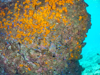 美しいアカハタ、ソラスズメダイ他の群れウミトサカ、イボヤギ他のソフトコーラルが群生する岩礁 
英名学名：Blacktip Grouper, Epinephelus fasciatus
Heavenly Damselfish, Pomacentrus coelestis
Alcyonacea
Orange Cup Coral, Tubastraea foulkneri
南伊豆町中木ヒリゾ浜2024年