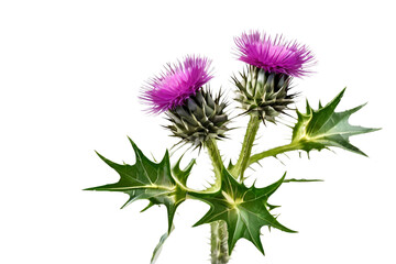 thistle flower isolated on transparent background