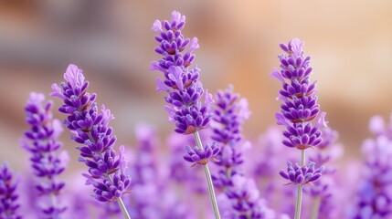 Fototapeta premium Close-up of three lavender stalks in a field.