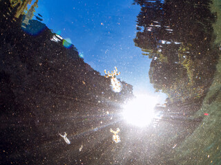 浅瀬を泳ぐ、美しいアオリイカ（ヤリイカ科）の幼魚の群れの半水面撮影。
英名学名：Bigfin Reef Squid (Sepioteuthis lessoniana)
静岡県伊豆半島賀茂郡南伊豆町中木ヒリゾ浜2024年
