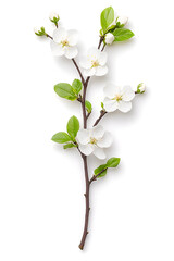 Obraz premium Branches with white spring flowers isolated, on a white background.