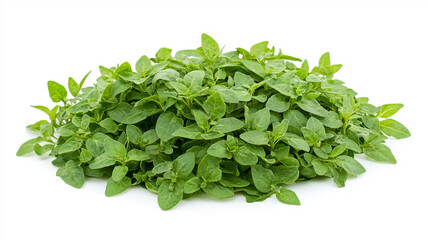 Obraz premium Basil close-up, isolated on a white background