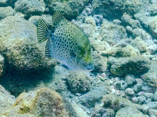 Fototapeta premium クロホシマンジュウダイ（マンジュウダイ科）他。 ホンソメワケベラ（ベラ科）のクリーニングを受けている。 英名学名： Spotted scat, Scatophagus argus Cleaner Wrasse (Labroides dimidiatus) 静岡県伊豆半島賀茂郡南伊豆町中木ヒリゾ浜2024年 