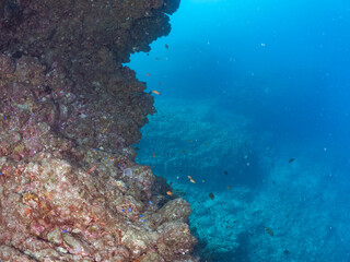 ウミトサカとキンギョハナダイ、ソラスズメダイ、キホシスズメダイ他群れ
英名学名：Sea Goldie, Pseudanthias squamipinnis
Northern yellow-spotted chromis, Chromis yamakawai
Heavenly Damselfish, Pomacentrus coelestis
Alcyonacea
伊豆半島賀茂郡南伊豆町中木ヒリゾ浜
