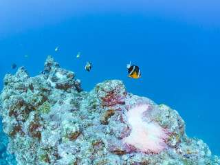 高海水温が続いているのでサンゴの白化現象が起きている。
美しいイソギンチャク畑の可愛いクマノミ（クマノミ亜科）ペア、ミツボシクロスズメダイ（スズメダイ科）他の群れ。
英名学名：
Yellowtail clownfish (Amphiprion clarkii)
Threespot dascyllus (Dascyllus trimaculatus) 
南伊豆町中木ヒリゾ浜2024年
