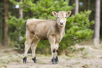 Highland calf in the Cairngorms showcases Scotland's scenic beauty and charm