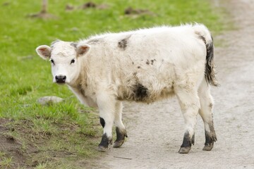 Obraz premium Highland calf stands out in picturesque Cairngorms landscape of Scotland