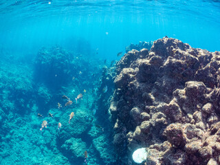 美しいオヤビッチャ（スズメダイ科）、ホウライヒメジ（ヒメジ科）他の群れ。
英名学名：Sergeant Major, Abudefduf vaigiensis, Whitesaddle goatfish, Parupeneus ciliatus
静岡県伊豆半島賀茂郡南伊豆町中木ヒリゾ浜2024年
