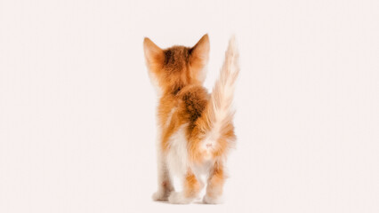 rear view of a ginger kitten on a white background