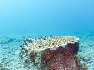 サンゴの白化現象
テーブルサンゴのフタスジリュウキュウスズメダイ、ミツボシクロスズメダイ、ヤリカタギ幼魚他
英名学名：Reticulated Dascyllus,Dascyllus reticulatus
Chevron Butterflyfish,Chaetodon trifascialis
Threespot dascyllus,Dascyllus trimaculatus
ヒリゾ浜2024
