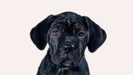 black cane corso puppy looking up on a white background