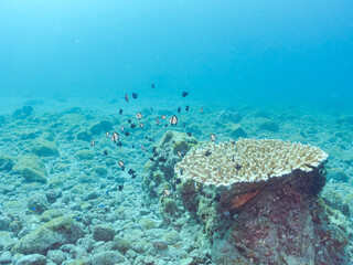 サンゴの白化現象
テーブルサンゴのフタスジリュウキュウスズメダイ、ミツボシクロスズメダイ、ヤリカタギ幼魚他
英名学名：Reticulated Dascyllus,Dascyllus reticulatus
Chevron Butterflyfish,Chaetodon trifascialis
Threespot dascyllus,Dascyllus trimaculatus
ヒリゾ浜2024
