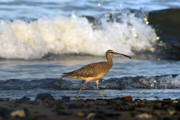 Eurasian or common whimbrel (Numenius phaeopus), also known as the white-rumped whimbrel, on the Pacific coast with a sea wave in the background.