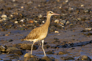 Eurasian or common whimbrel (Numenius phaeopus), also known as the white-rumped whimbrel, on the Pacific coast.