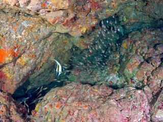 水中洞窟にいる、美しいツノダシ（ツノダシ科）イシガキフグ（ハリセンボン科）ミナミハタンポ（ハタンポ科）他
英名学名：
Moorish Idol, Zanclus cornutus
Pacific Burrfish, Chilomycterus reticulatus
Black-Stripe Sweeper,Pempheris schwenkii
ヒリゾ浜2024