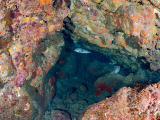 水中洞窟にいる、美しいツノダシ（ツノダシ科）イシガキフグ（ハリセンボン科）ミナミハタンポ（ハタンポ科）他
英名学名：
Moorish Idol, Zanclus cornutus
Pacific Burrfish, Chilomycterus reticulatus
Black-Stripe Sweeper,Pempheris schwenkii
ヒリゾ浜2024