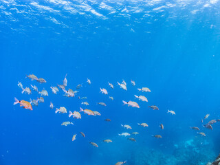Obraz premium 美しいアカヒメジ、ホウライヒメジ（ヒメジ科）他の群れ。 英名学名：Yellowfin goatfish (Mulloidichthys vanicolensis) Whitesaddle goatfish, Parupeneus ciliatus 静岡県伊豆半島賀茂郡南伊豆町中木ヒリゾ浜2024年 