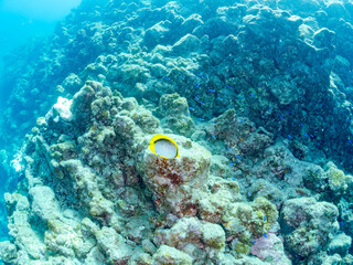 美しいトゲチョウチョウウオ（チョウチョウオ科）他。
英名学名：Threadfin Butterflyfish (Chaetodon Auriga)
静岡県伊豆半島賀茂郡南伊豆町中木ヒリゾ浜2024年
