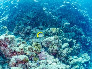 美しいトゲチョウチョウウオ（チョウチョウオ科）他。
英名学名：Threadfin Butterflyfish (Chaetodon Auriga)
静岡県伊豆半島賀茂郡南伊豆町中木ヒリゾ浜2024年
