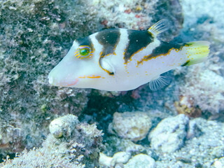 美しいハナキンチャクフグ（フグ科）他。
英名学名：Crown Toby (Canthigaster axiologus)
静岡県伊豆半島賀茂郡南伊豆町中木ヒリゾ浜2024年
