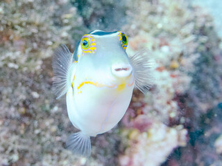 美しいハナキンチャクフグ（フグ科）他。
英名学名：Crown Toby (Canthigaster...