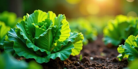 Vibrant Green Lettuce Plants Thriving in a Lush Garden Setting