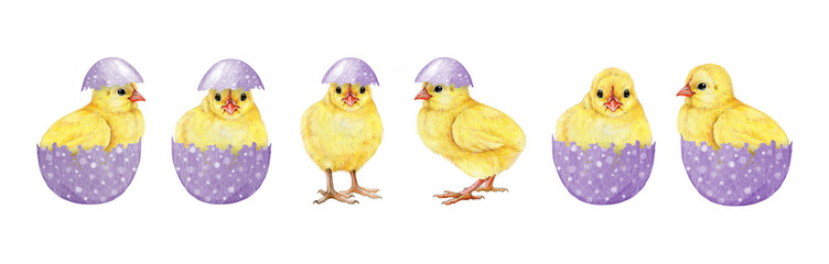 Easter mood cute funny yellow chicks with lavender colored eggs on white background. Hand drawn illustration set. Perfect for Easter decor designs, spring decor and rustic-themed art