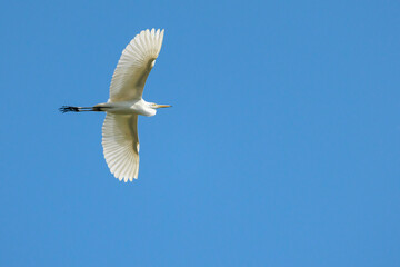 Great Egret, Ardea alba, also known as Great White Heron, flying in sky, large, lanky, long-necked, its size and black legs help separate from other egret, bird in flight, expand transparent wings