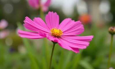 Vibrant pink flower in bloom