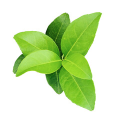 fresh green leaves, A green lemon leaves on a transparent background, fresh lemon isolated on white background, branch of a plant, green lemon plant on a png  background, a tree branch of Malta plant,