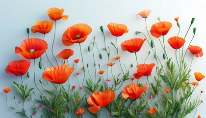 Fototapeta premium blooming delicate poppy flowers in red and orange on a white background