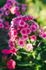 Pink Red flowers panicle phlox Stars and Stripes in full bloom