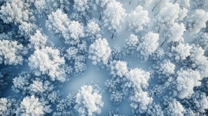 Obraz premium A dense forest in winter where every tree is coated in a thick layer of frost, creating a breathtakingly pristine white landscape.