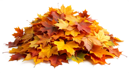 maple autumn leaf pile isolated on white background PNG.AI GENERATED