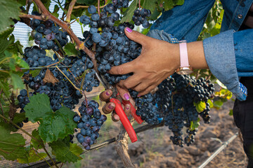 Fototapeta premium brazos extendido de mujer en plano medio cosechando uvas con una tijera