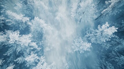 A dense winter forest blanketed in fresh snow, with delicate frost covering every branch and leaf.