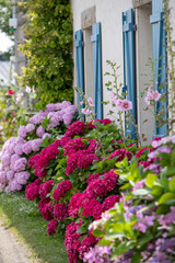 Détail d'un grand massif d'hortensia de différente couleur rose poussant le long d'une façade de maison (volets bleus) et un chemin piétonnier. 