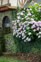 Grand massif d'hortensia mauve pâles à l'ombre le long d'un mur en pierre avec du lierre à coté d'une maison.