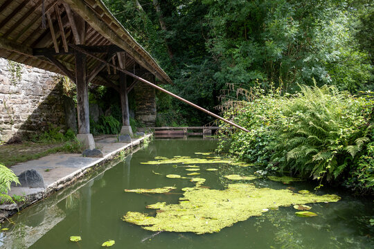 Bassin de retenue servant a un ancien lavoir en pierre et en bois, proche de la for&ecirc;t. Un cot&eacute; de rive avec des foug&egrave;res, de la vase flotte sur l'eau.