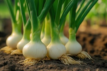 Fresh green onions growing in rich soil under sunlight in a garden