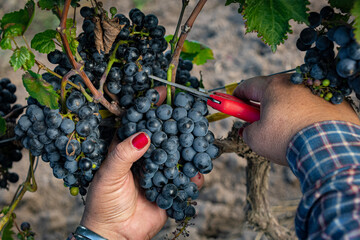 primer plano de manos de mujer cosechando uvas