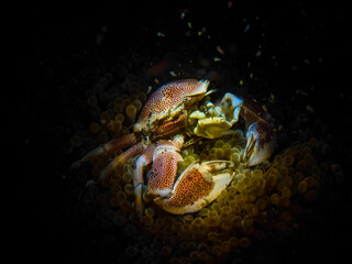Submarine Diving - Underwater Photography